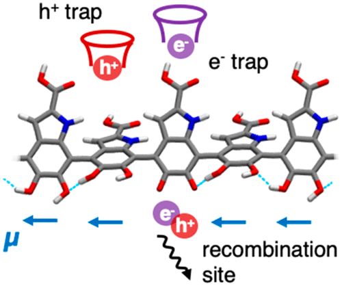 Relation between Local Structure, Electric Dipole, and Charge Carrier Dynamics in DHICA Melanin: A Model for Biocompatible Semiconductors